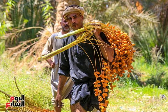 يحمل البلح السيوى