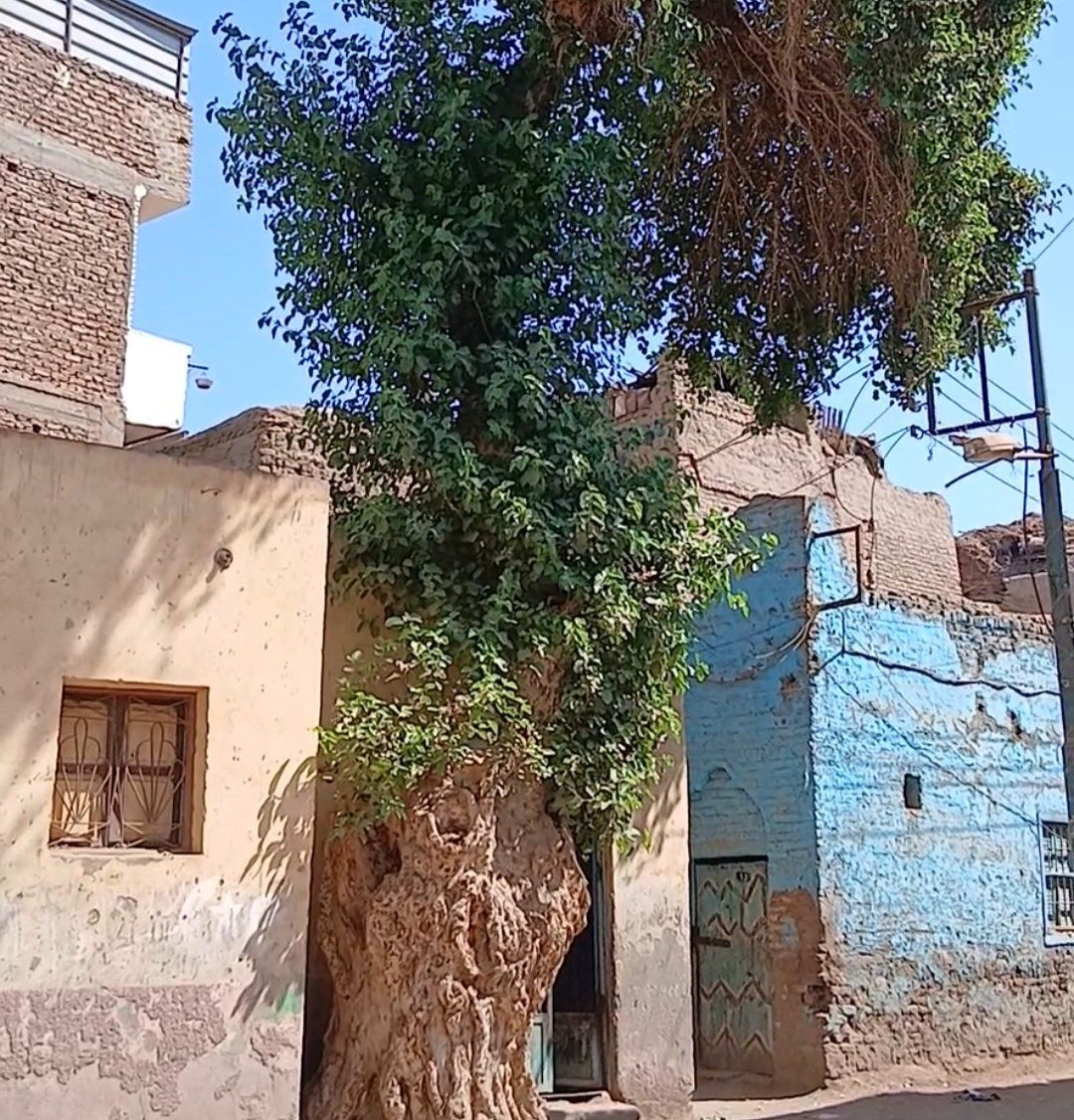 _شجرة الشيخ الحساني بقنا _شجرة الشيخ الحساني بقنا