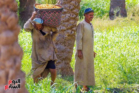 حصاد البلح بقرية الشنباب