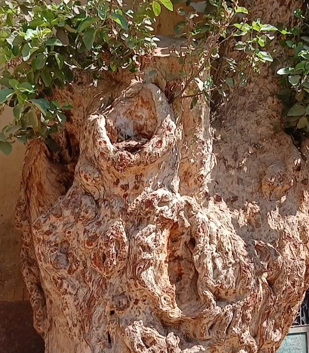 _شجرة جميزة معمرة بقنا _شجرة جميزة معمرة بقنا