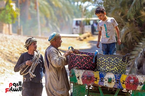 حصاد البلح فى مصر
