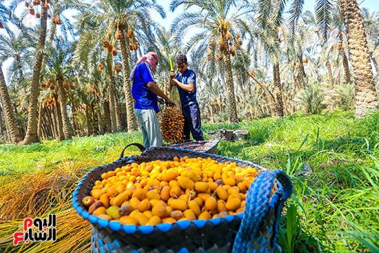تشوين البلح بعد التقطيع