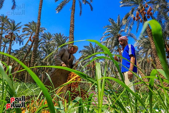 تفريغ البلح من الطبق