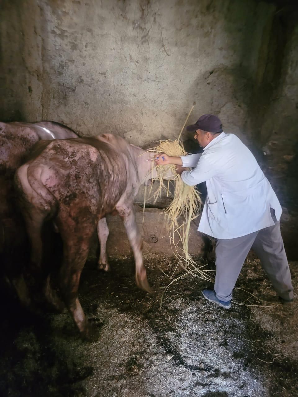 جانب من تحصين الماشية (5) جانب من تحصين الماشية (5)
