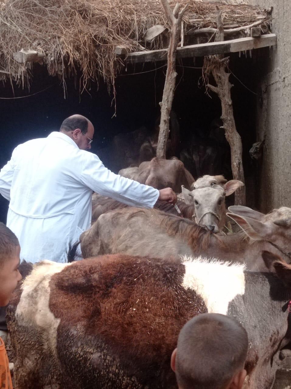جانب من تحصين الماشية (4) جانب من تحصين الماشية (4)