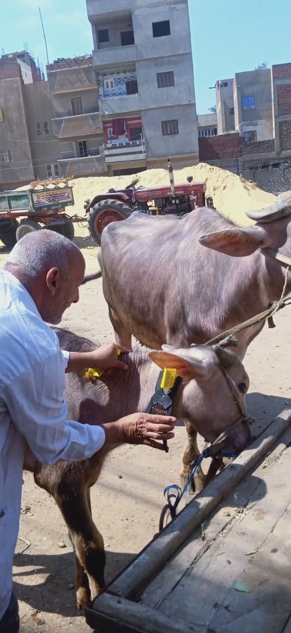 جانب من تحصين الماشية (1) جانب من تحصين الماشية (1)