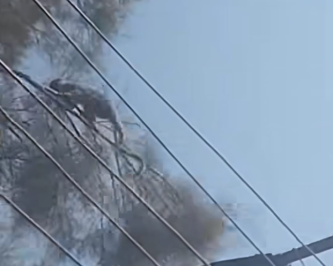 ظهور قرد صغير يلهو على الأشجار بقرية الديمقراط ظهور قرد صغير يلهو على الأشجار بقرية الديمقراط