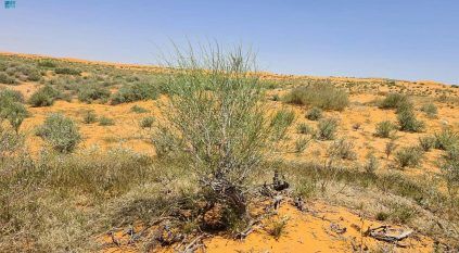 الحياة تدب في شجر الأرطى وانتعاش الغطاء النباتي بمحمية تركي بن عبدالله