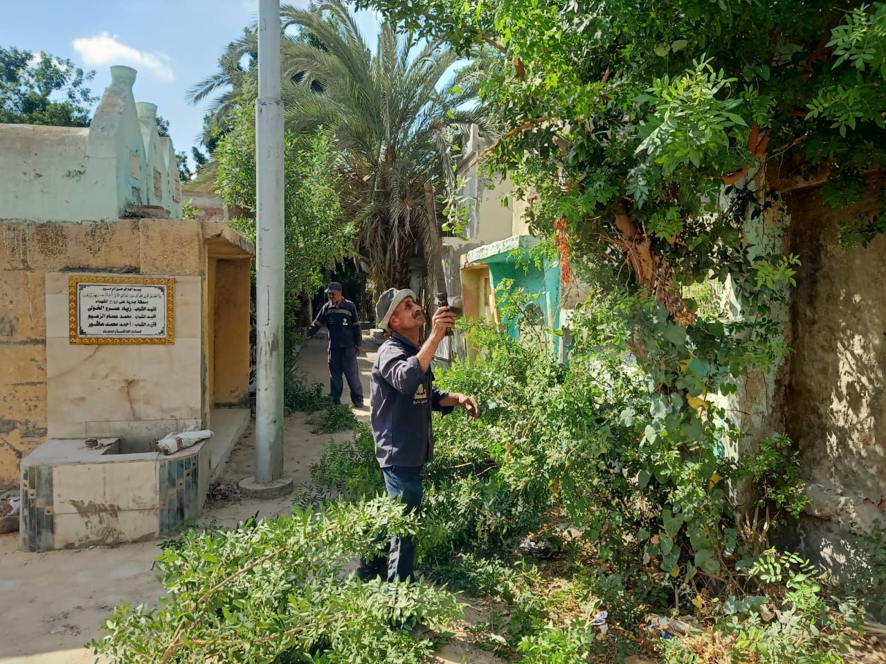 تقليم الأشجار