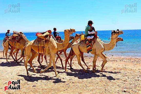 رحلات السفارى فى مدينة دهب (13)