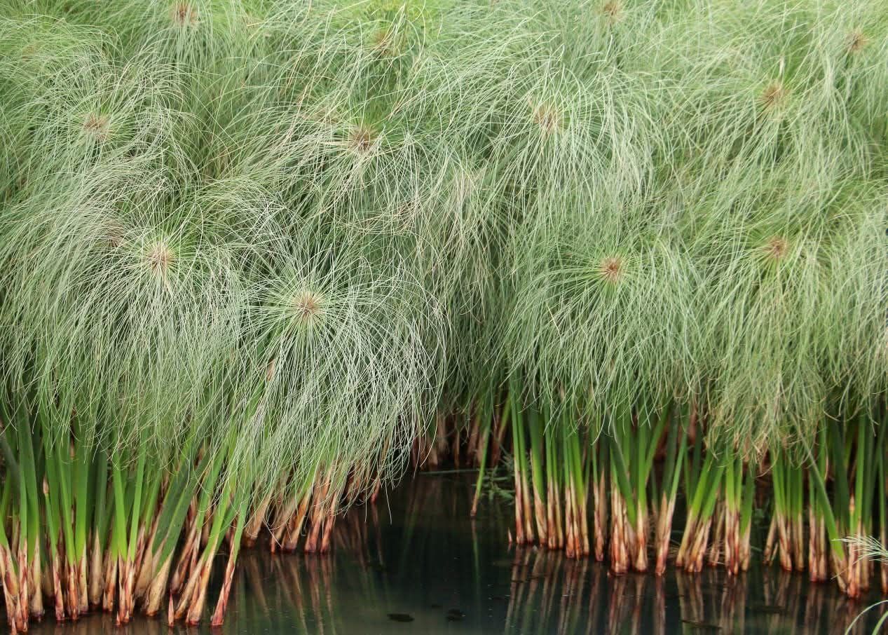 زراعة البردي