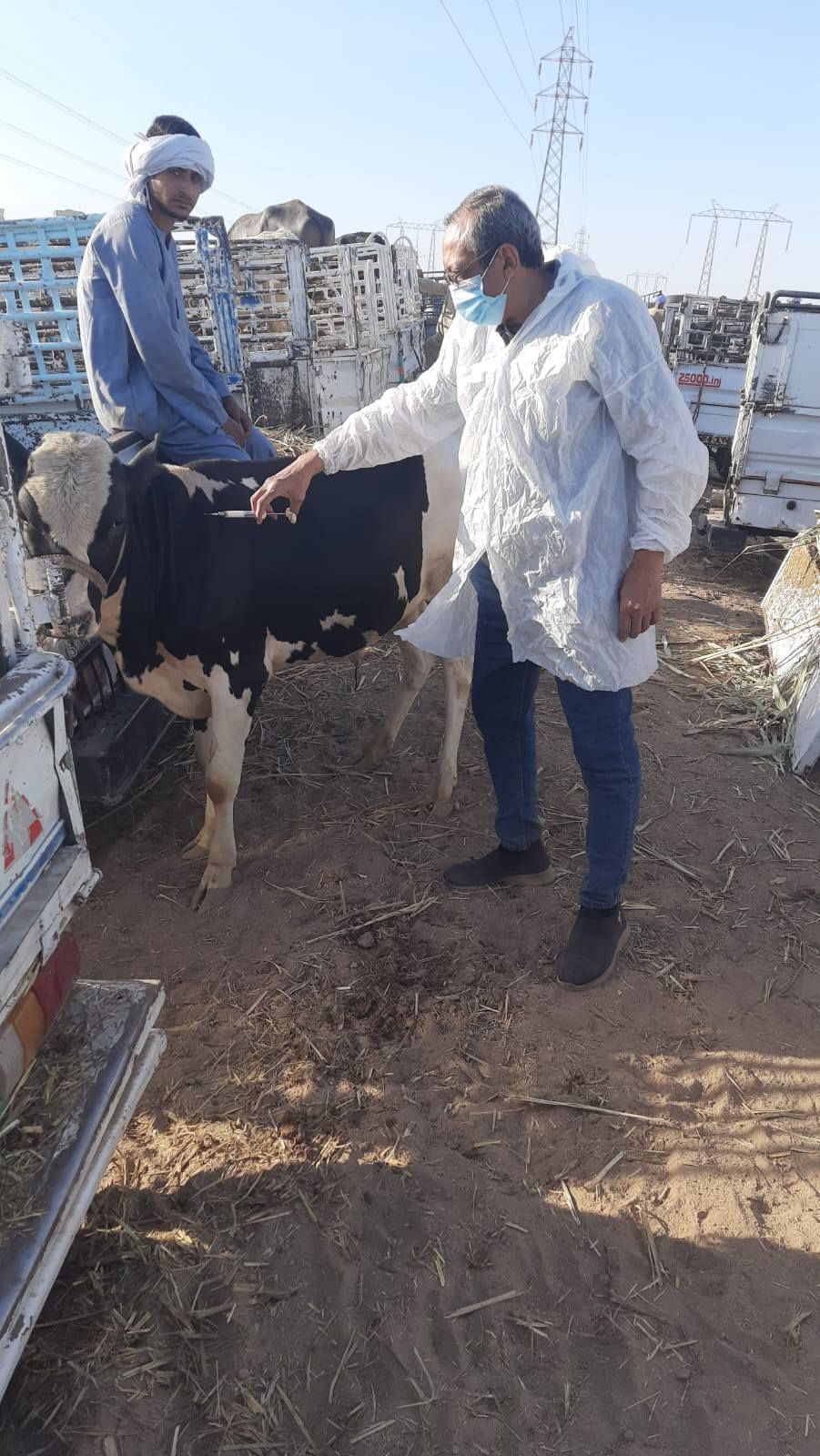بيطرى الأقصر تحكم رقابتها على أسواق الماشية بفحصها وتحصينها بيطرى الأقصر تحكم رقابتها على أسواق الماشية بفحصها وتحصينها
