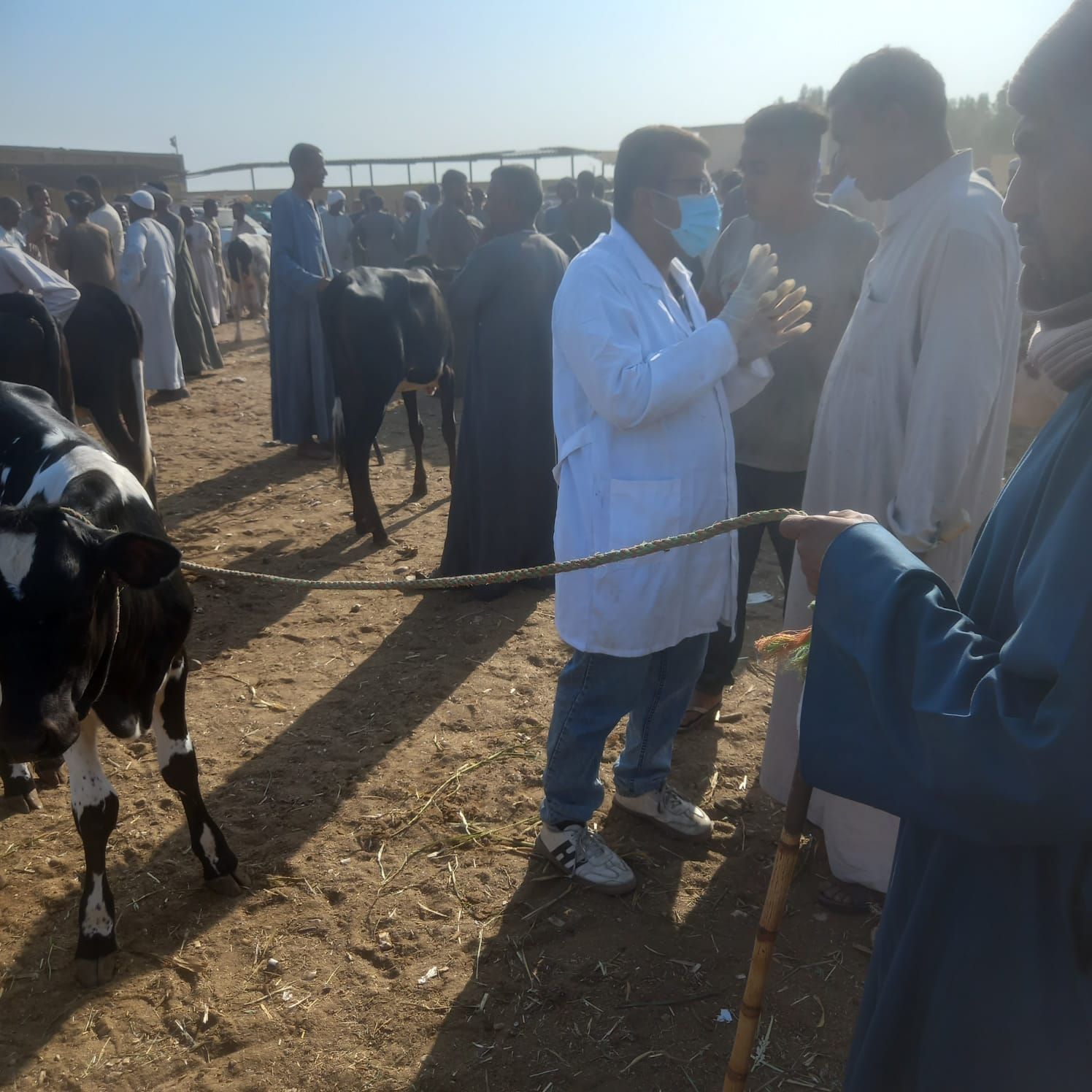 الرقابة البيطرية على أسواق الماشية بفحصها وتحصينها ضد الأمراض الوبائية الرقابة البيطرية على أسواق الماشية بفحصها وتحصينها ضد الأمراض الوبائية