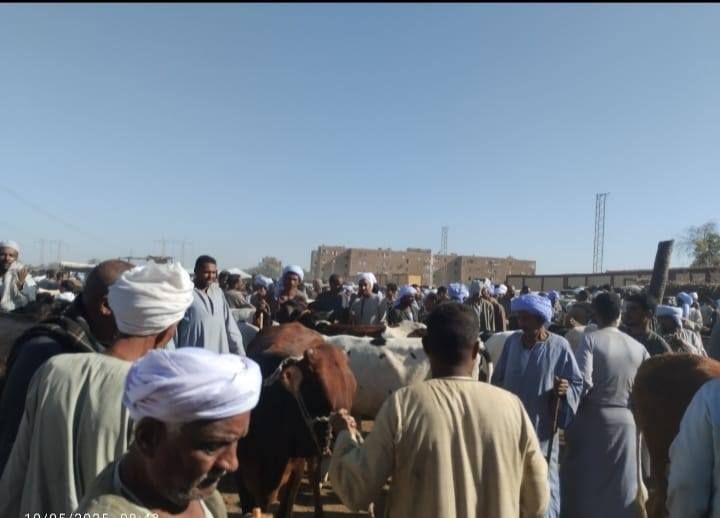 الرقابة على أسواق الماشية بفحصها وتحصينها ضد الأمراض الوبائية الرقابة على أسواق الماشية بفحصها وتحصينها ضد الأمراض الوبائية