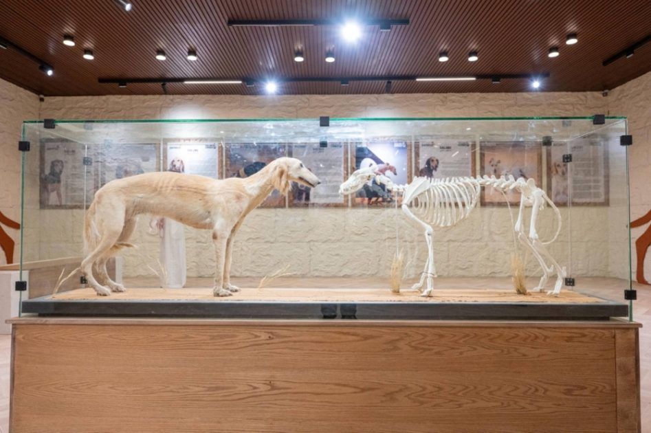 معرض الصقور والصيد 2025 يستحدث متحفًا للتعريف بالكلب السلوقي العربي