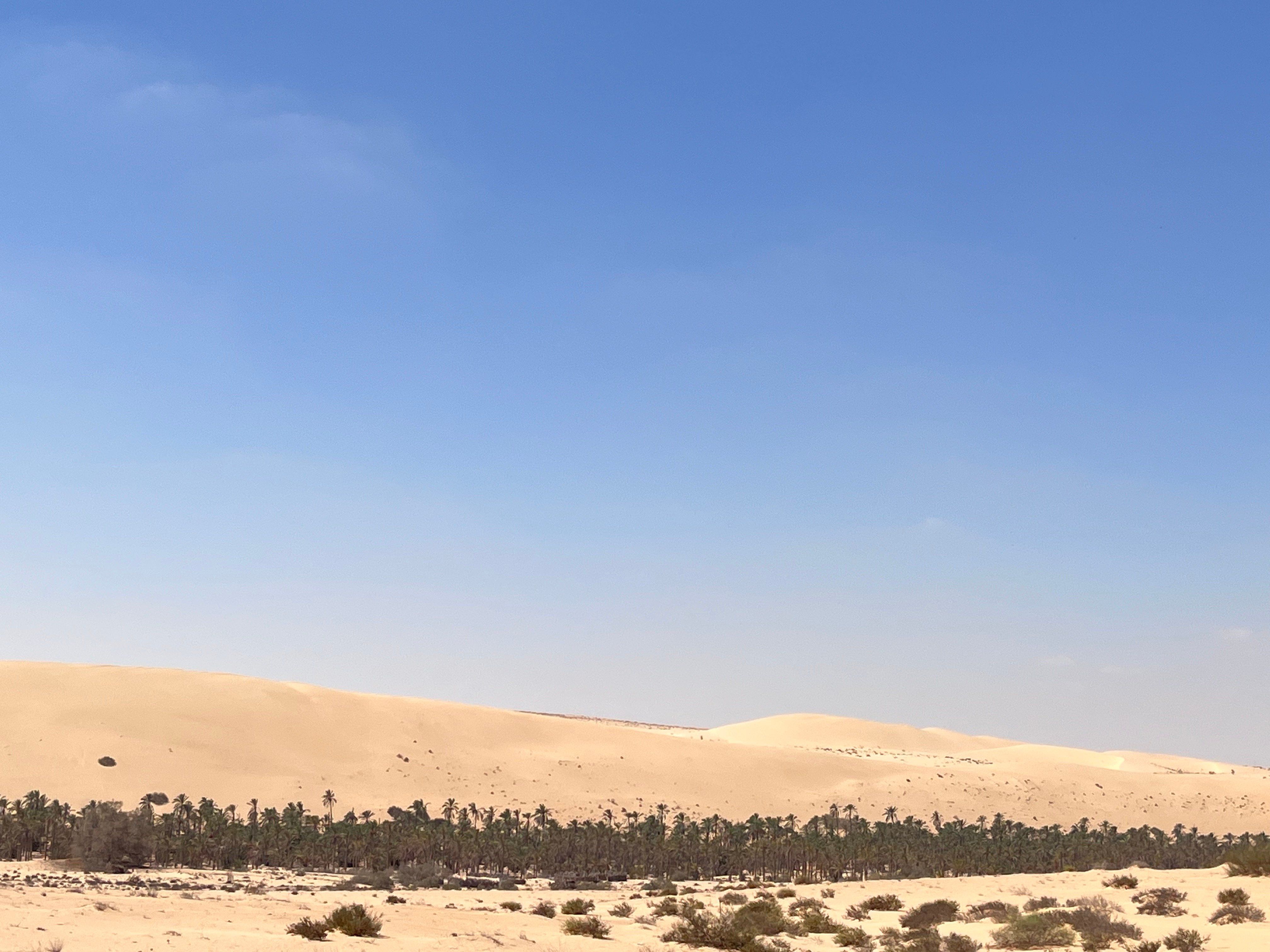 واحة نخيل المحمم جنوب بئر العبد