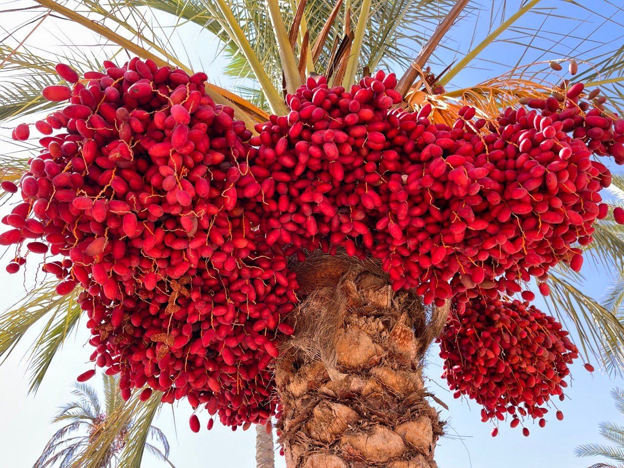 النخيل لايزال يجود بخيره