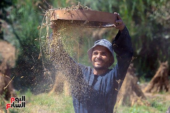 احد العمال يغربل السمسم احد العمال يغربل السمسم