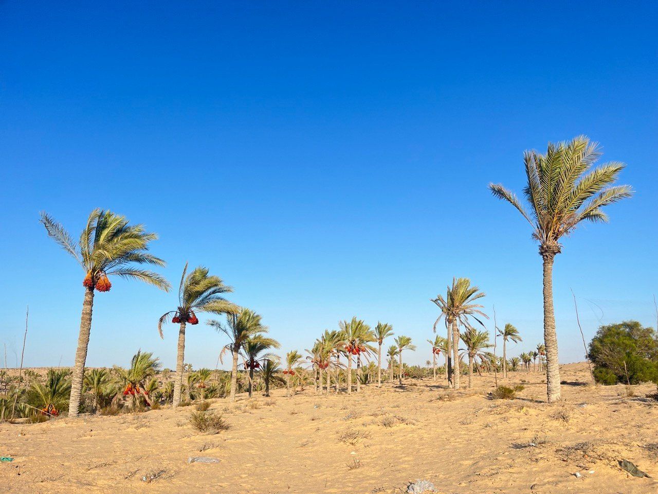 تحفظ التاريخ من هنا مر الابطال