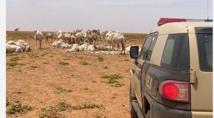 ضبط مواطن لارتكابه مخالفة رعي بمحمية الملك عبدالعزيز الملكية
