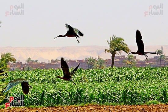 ظهور أبو منجل اللامع فى قرية موشا باسيوط