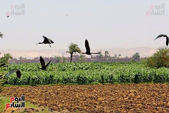 أبو منجل المصقول يطير ورقابه ممدوة إلى الأمام