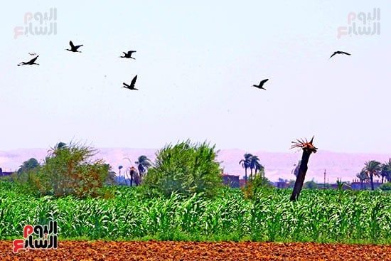 أبو منجل احد الطيور المهاجرة