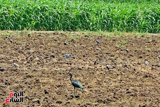أبو المنجل طائر يشبه ابوقردان صديق الفلاح