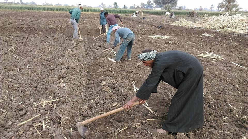 زراعة الأقصر تعلن علاج مساحة 571 فدان من دودة القصب زراعة الأقصر تعلن علاج مساحة 571 فدان من دودة القصب