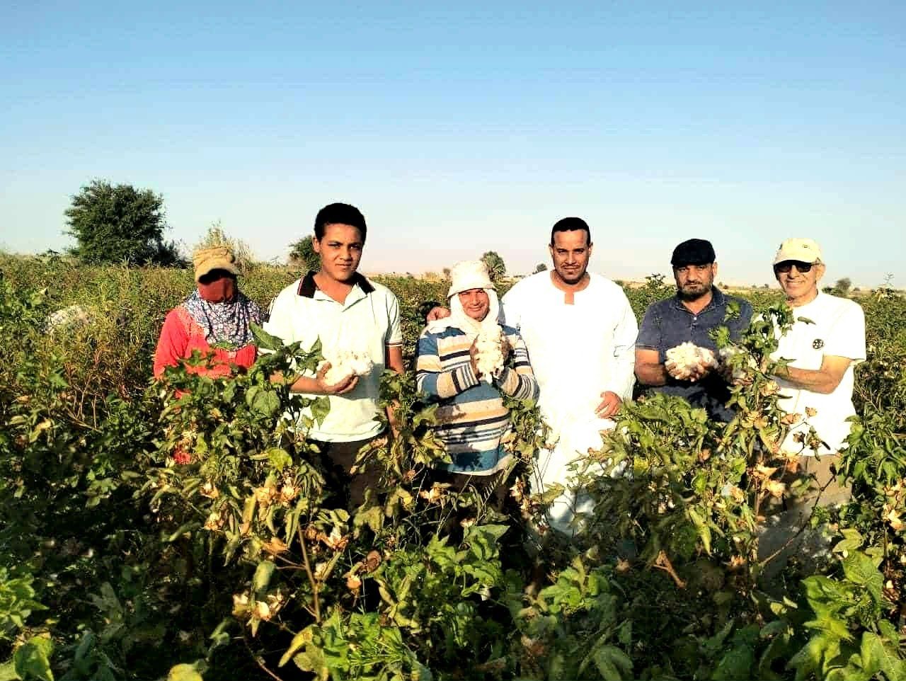 بشاير انتاج القطن بالفرافرة