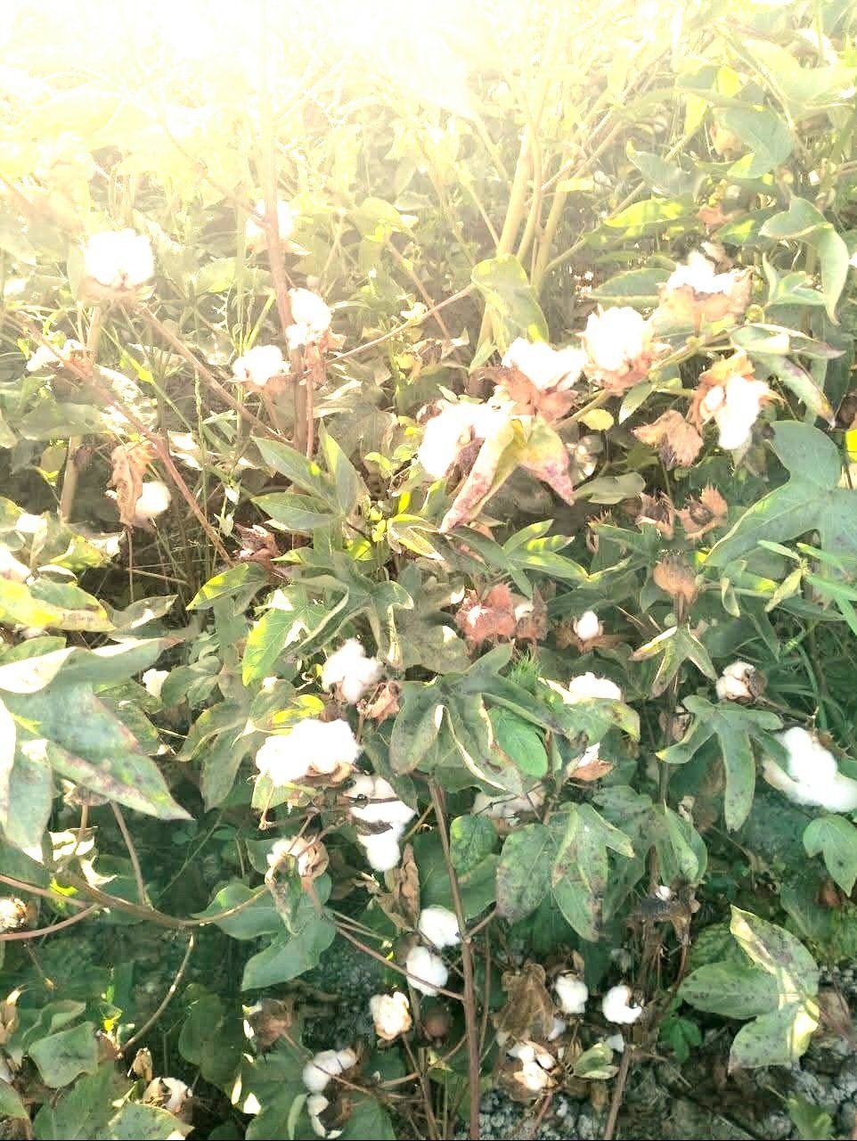 موسم الخير بجنى القطن بالوادى الجديد