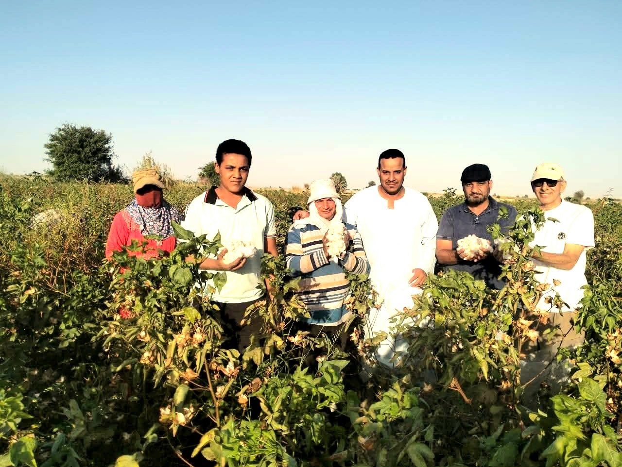 فريق عمل القطاع الزراعي اثناء متابعة جنى القطن