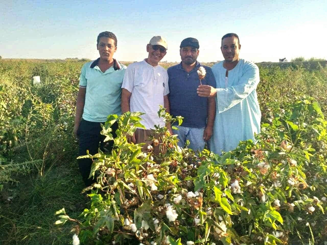 معدلات جيده لانتاج القطن بالوادى الجديد