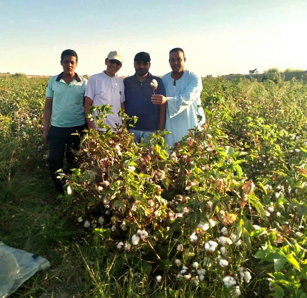 نجاح زراعة القطن فى الوادى الجديد