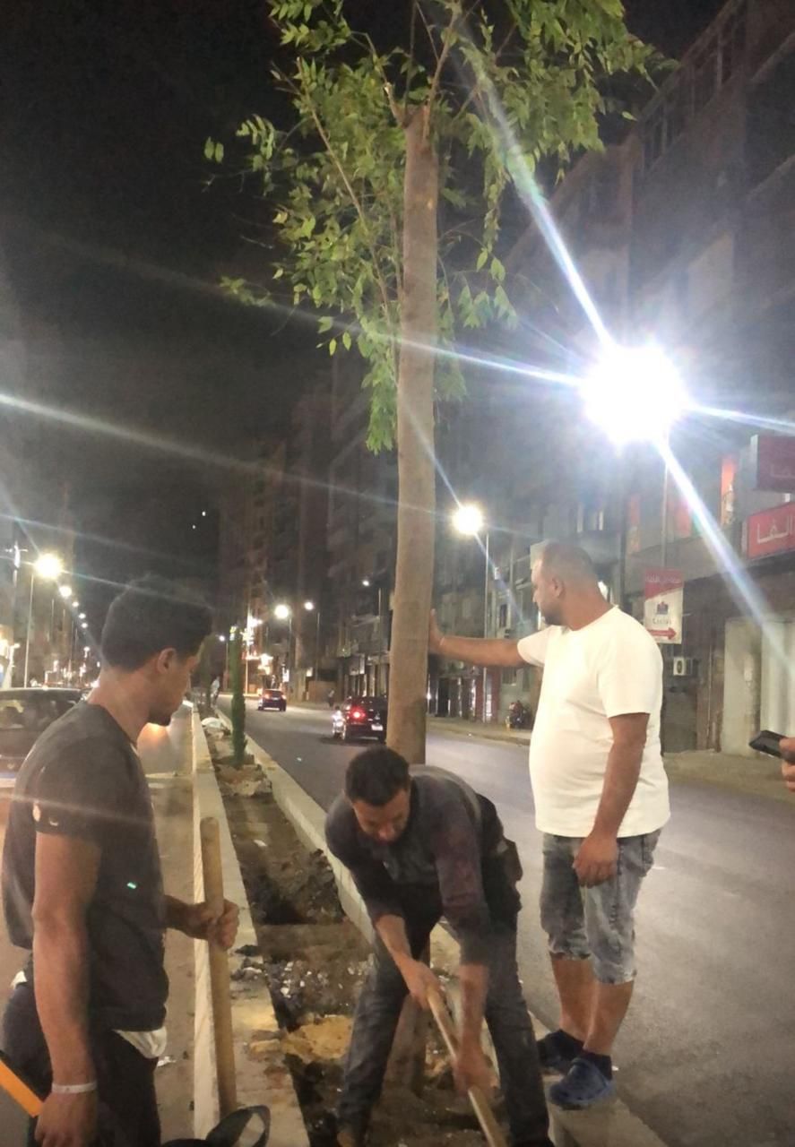 إزالة النخيل فى طريق الحرية إزالة النخيل فى طريق الحرية