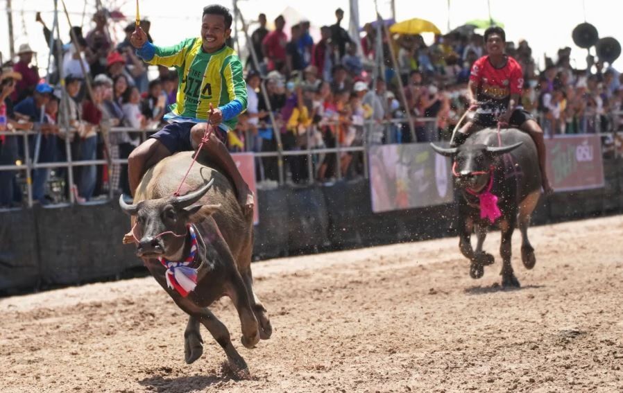 مهرجان الجاموس المائي في تايلاند في بداية موسم الحصاد (5) مهرجان الجاموس المائي في تايلاند في بداية موسم الحصاد (5)