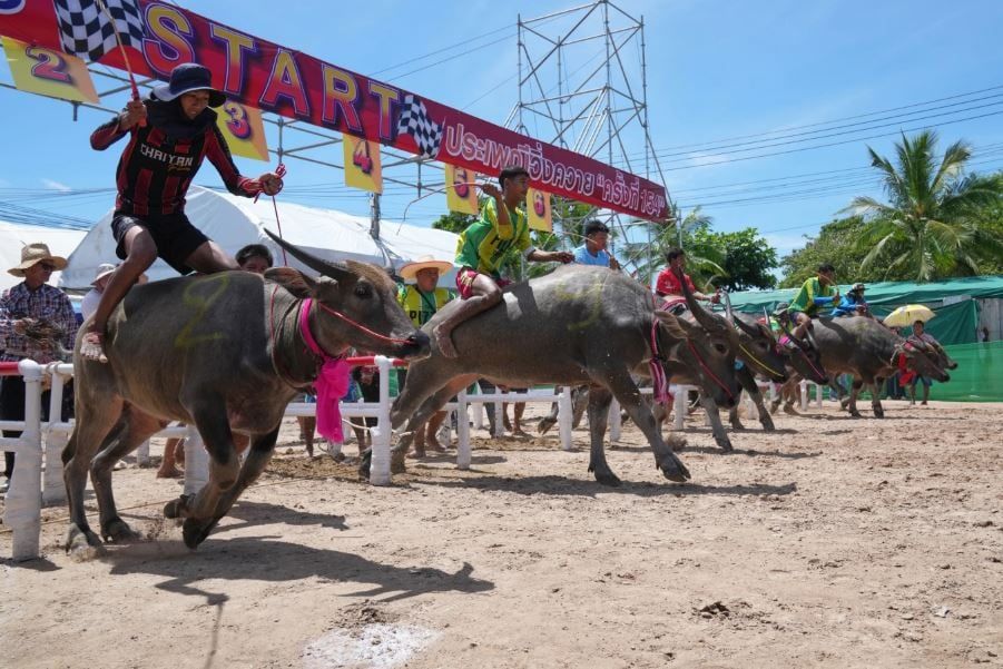 مهرجان الجاموس المائي في تايلاند في بداية موسم الحصاد (2) مهرجان الجاموس المائي في تايلاند في بداية موسم الحصاد (2)