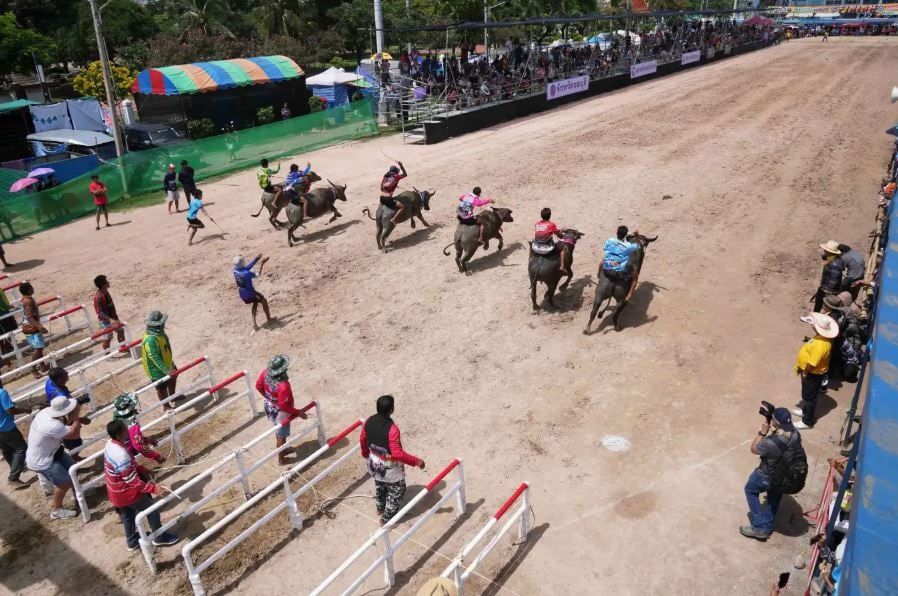 مهرجان الجاموس المائي في تايلاند في بداية موسم الحصاد (1) مهرجان الجاموس المائي في تايلاند في بداية موسم الحصاد (1)