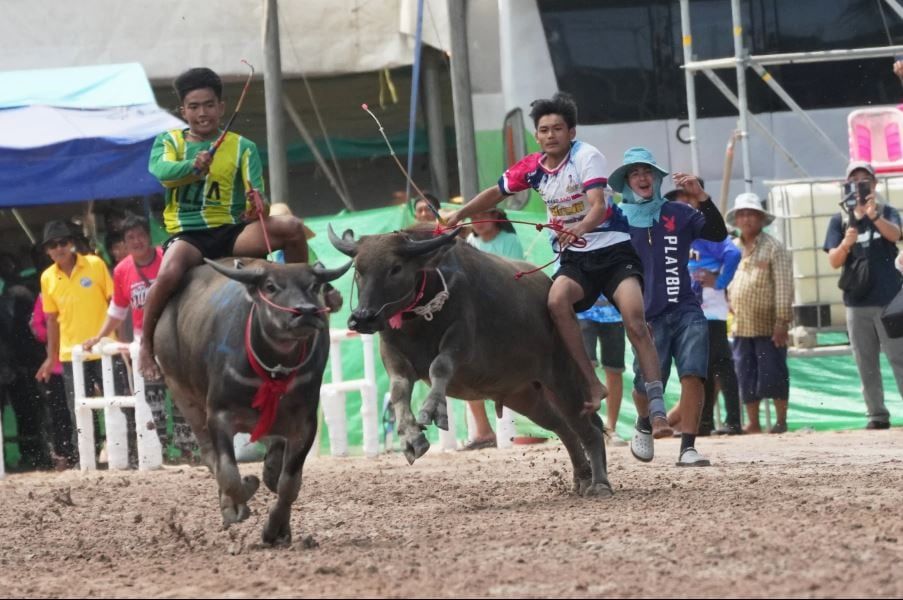 مهرجان الجاموس المائي في تايلاند في بداية موسم الحصاد (8) مهرجان الجاموس المائي في تايلاند في بداية موسم الحصاد (8)
