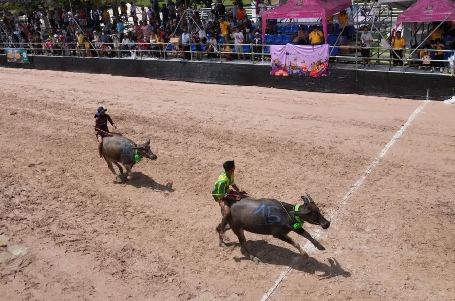 مهرجان الجاموس المائي في تايلاند في بداية موسم الحصاد (4) مهرجان الجاموس المائي في تايلاند في بداية موسم الحصاد (4)