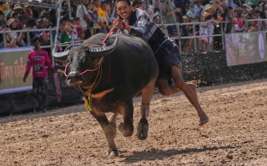 مهرجان الجاموس المائي في تايلاند في بداية موسم الحصاد (7) مهرجان الجاموس المائي في تايلاند في بداية موسم الحصاد (7)