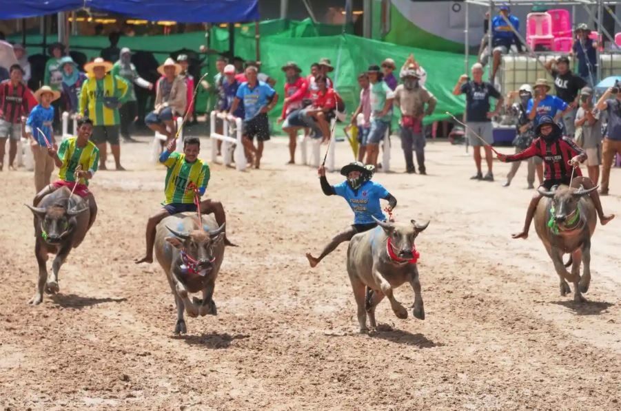 مهرجان الجاموس المائي في تايلاند في بداية موسم الحصاد (9) مهرجان الجاموس المائي في تايلاند في بداية موسم الحصاد (9)