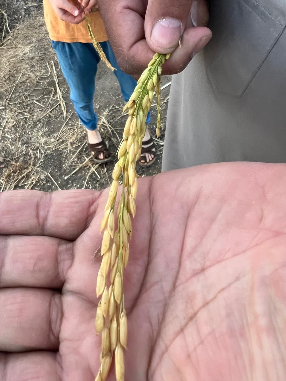 سبله الأرز البسمتي قبل فترة من الحصاد سبله الأرز البسمتي قبل فترة من الحصاد