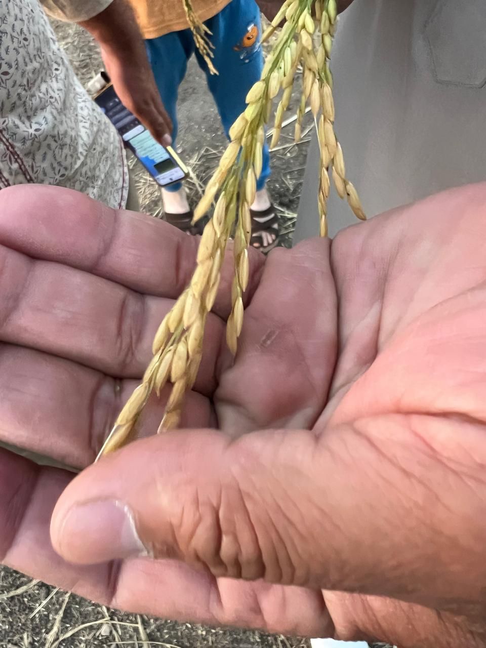 الارز البسمتي الارز البسمتي