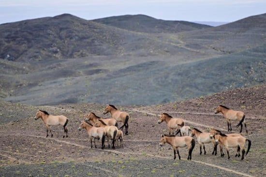 الصين تحتضن ثلث خيول برزوالسكي في العالم (9) الصين تحتضن ثلث خيول برزوالسكي في العالم (9)