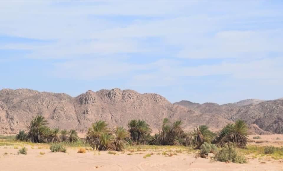 أشجار الدوم فى وادى مليحه أشجار الدوم فى وادى مليحه