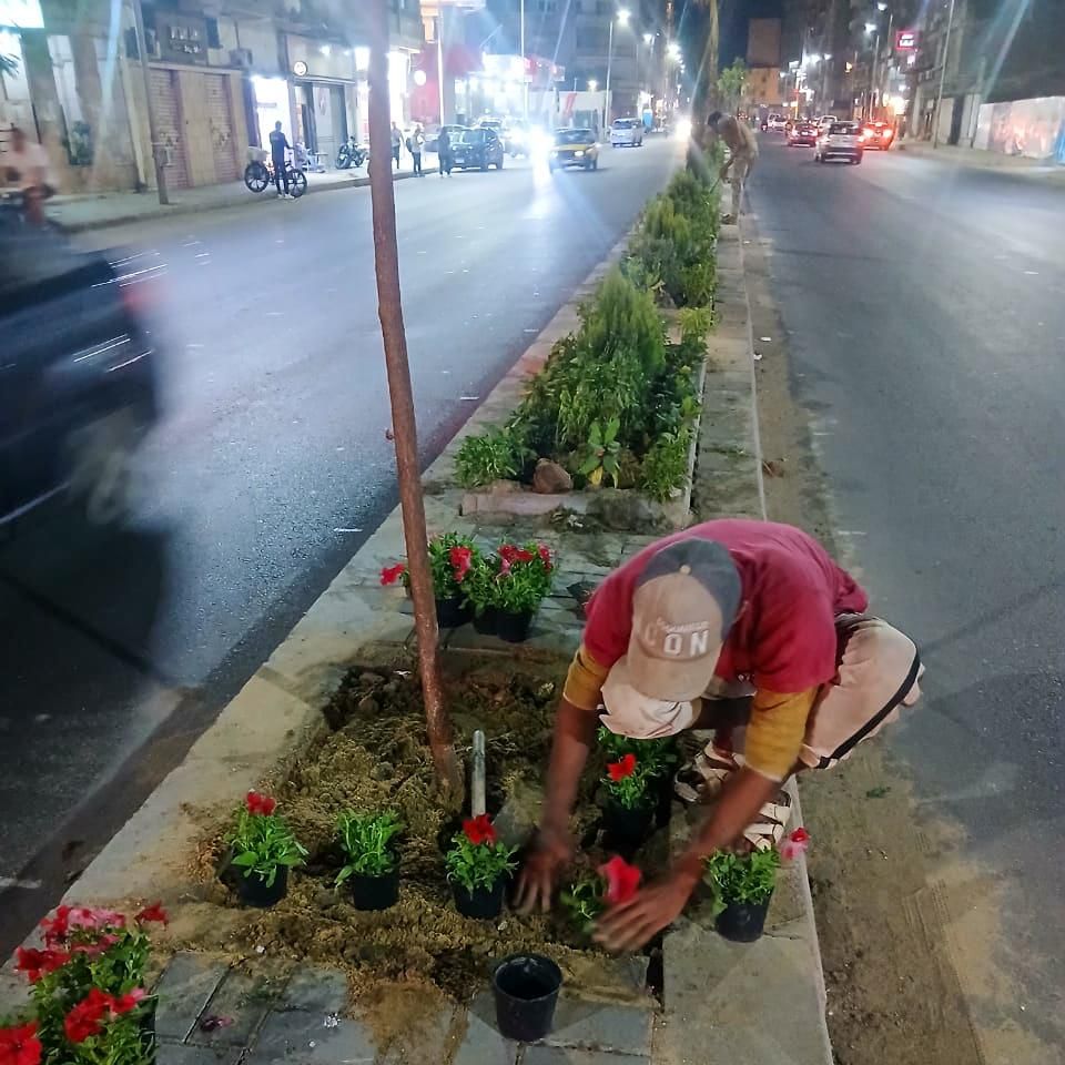 بدء زراعة الجزيرة الوسطى بمشروع توسعة شارع أبو قير بالإسكندرية (2) بدء زراعة الجزيرة الوسطى بمشروع توسعة شارع أبو قير بالإسكندرية (2)
