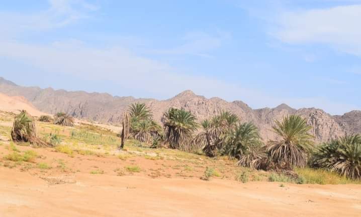 أشجار النخيل بالغردقة أشجار النخيل بالغردقة