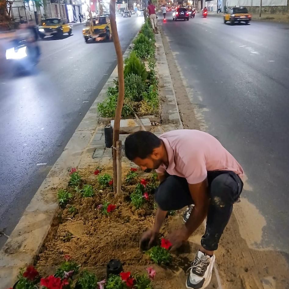بدء زراعة الجزيرة الوسطى بمشروع توسعة شارع أبو قير بالإسكندرية (1) بدء زراعة الجزيرة الوسطى بمشروع توسعة شارع أبو قير بالإسكندرية (1)