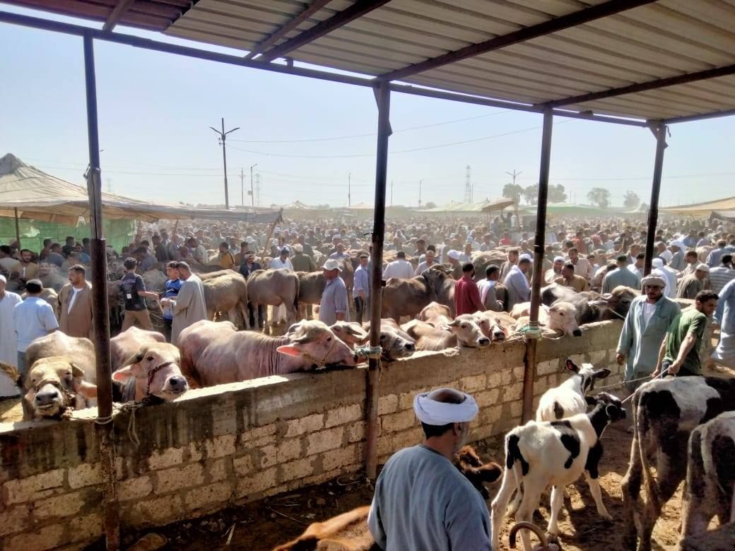 سوق الماشية بكفر الشيخ سوق الماشية بكفر الشيخ